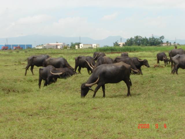 Pandharpuri buffalo LRDTC KNPVC